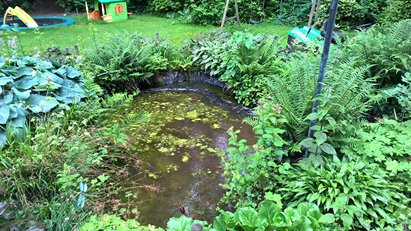 Een vijver met groen water en overwoekerd met planten